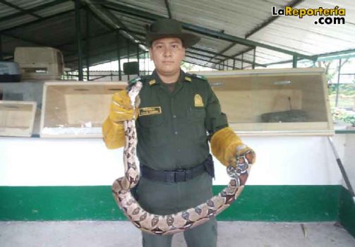 Policía Ambiental recuperó especie de fauna silvestre