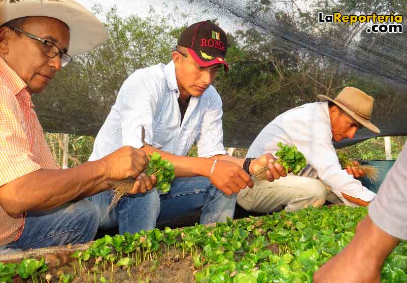 Familias cafeteras de Nunchia apoyadas por Equión