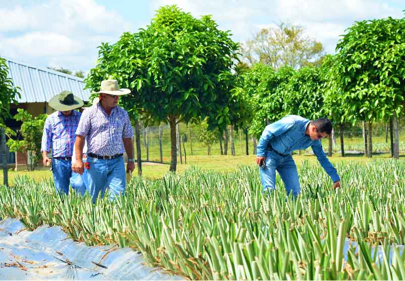 Producción orgánica clave en cultivos de piña casanareña
