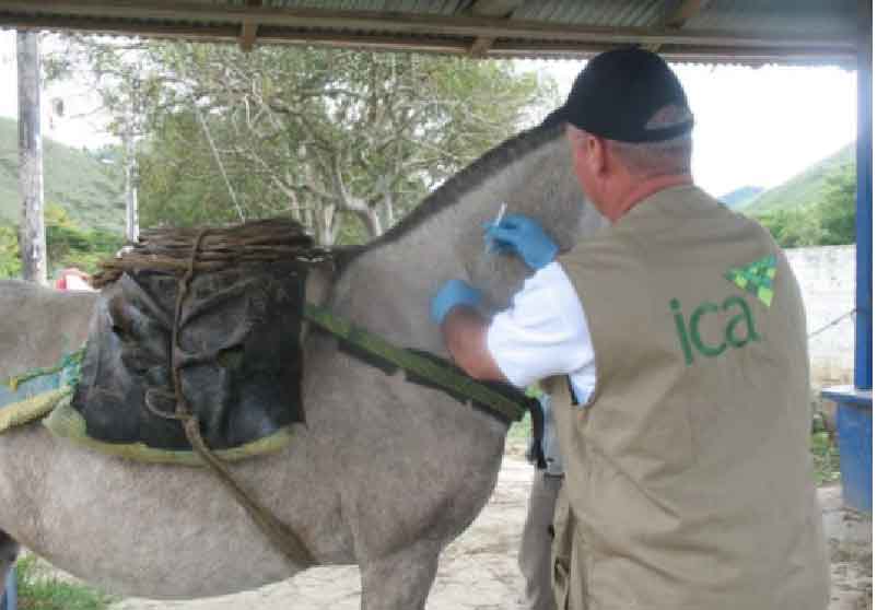 Vacunación realizada por el ICA.