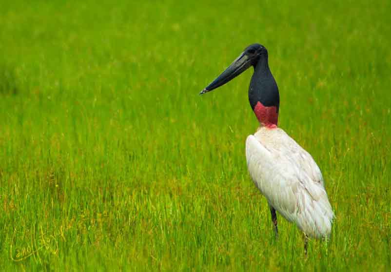 Jabiru Mycteria - Foto Fabián Cano.