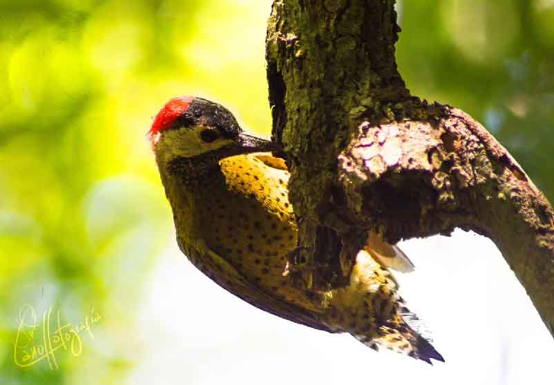 Athene Cunicularia - Foto Fabián Cano.