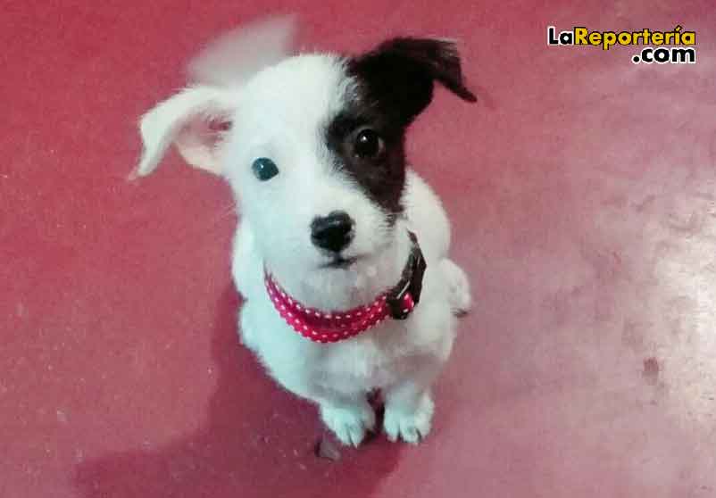 Lo encontraron en medio de toneladas de basura-