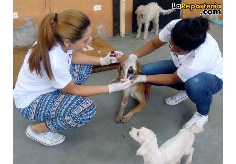 Jornada de esterilización.