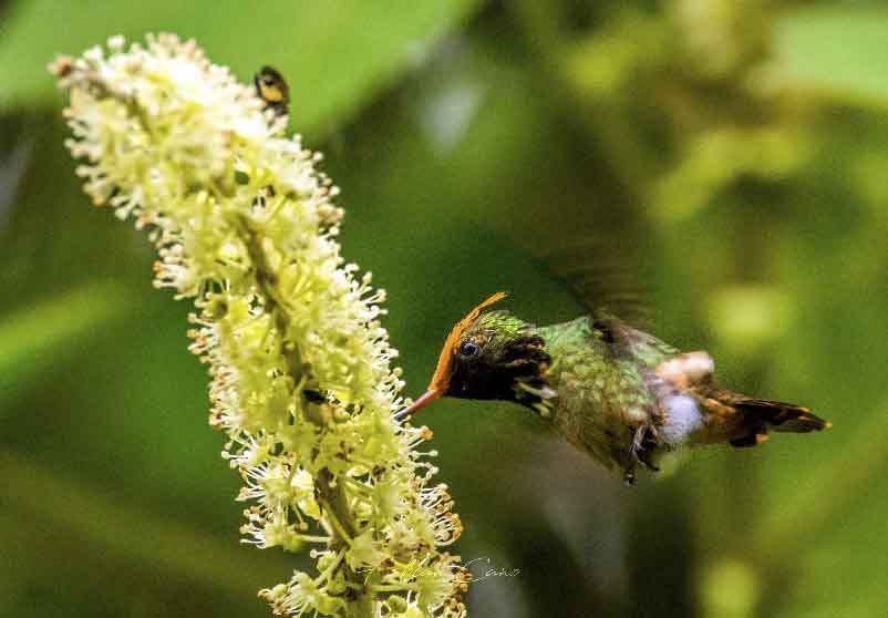  Lophornis Stictolophus- Foto Fabián Cano