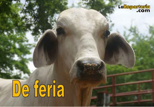 Feria ganadera esta semana en Yopal.