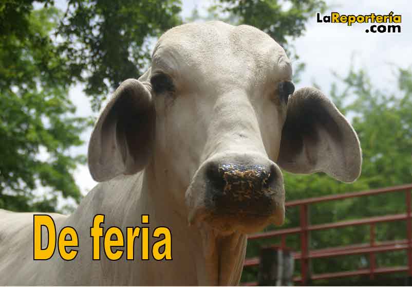 Feria ganadera esta semana en Yopal.