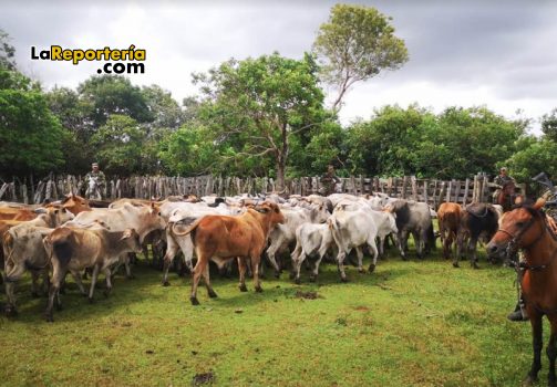 Reses recuperadas por el Ejército y la Policía Nacional.