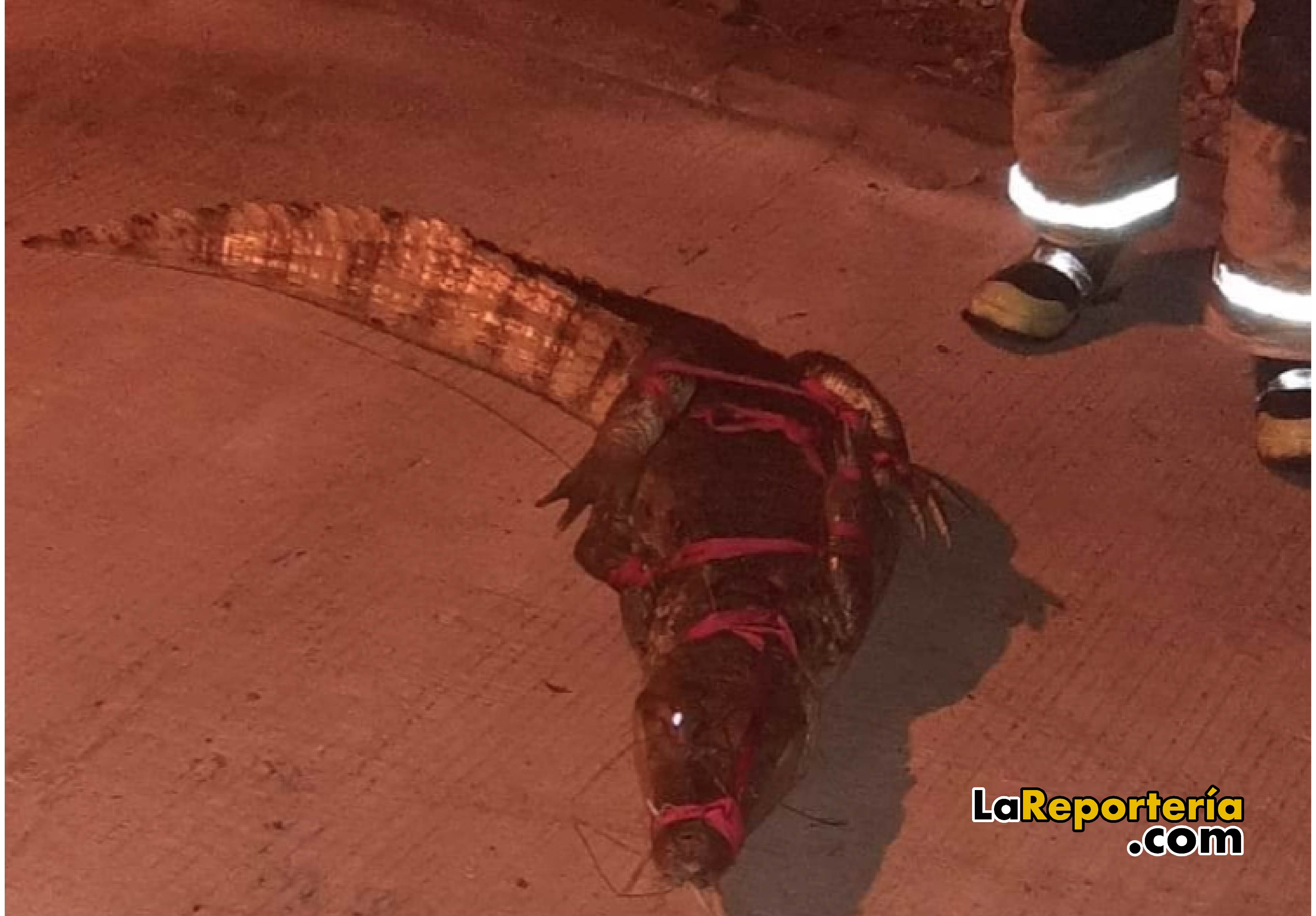 Esta babilla fue hallada en un barrio de Aguazul.
